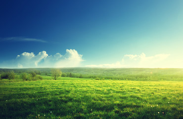 Wall Mural - spring sunset and field of grass