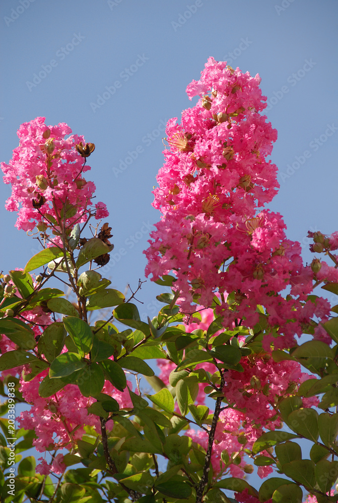 Fotografia Indian Lilac Flowers 夕日を浴びるサルスベリの花