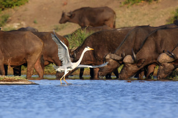 Canvas Print - The grey heron (Ardea cinerea) in lagoon.Dancing heron in background herd of Cape Buffalo.