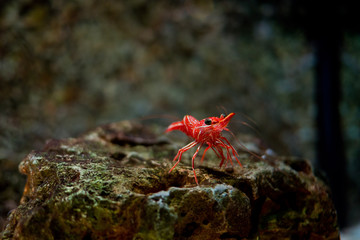 Wall Mural - Shrimp at aquarium, under water, animals