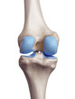 3d rendered, medically accurate illustration of the knee cartilage