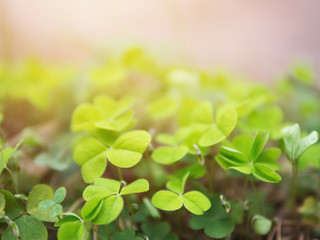 Clover happiness in the forest in spring. Young clover .