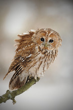 The Tawny Owl Or Brown Owl (Strix Aluco) Is A Stocky, Found In Woodlands Across This Nocturnal Bird Of Prey Hunts Mainly Rodents, Usually By Dropping From A Perch To Seize Its Prey,. Owl In Snow. Port