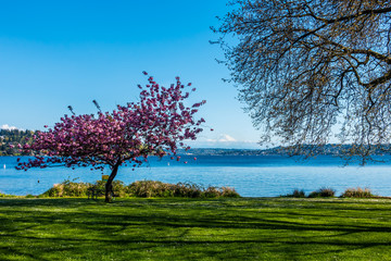 Poster - Seward Park Cherry Tree