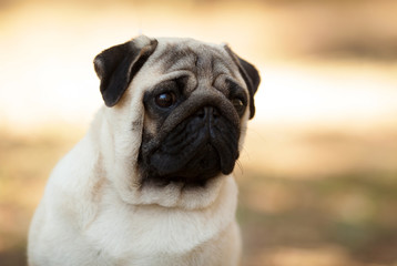 Wall Mural - dog breed pug beautiful portrait isolated on nature