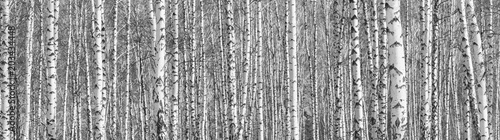 Fotomural Birch grove on a sunny spring day, landscape banner, huge panorama, black-and-wh