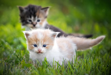 Kittens In Grass