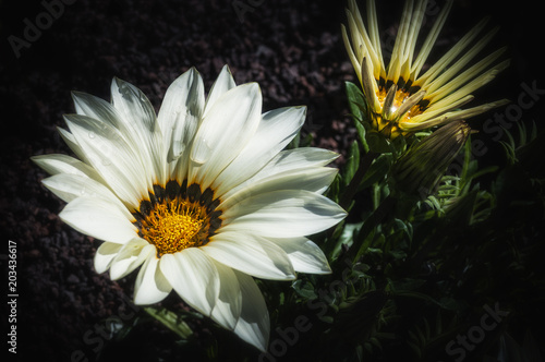 Plakat Biały i żółty kwiat w ciemnawym świetle z ciemnym i zamazanym tłem