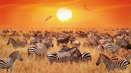 Wall Mural - groupe of wild zebras and antelopes in the african savanna against a beautiful orange sunset. wild n