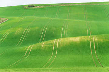 Wall Mural - Scenic view of beautiful Moravian Tuscany landscape in South Moravia, Czech Republic.