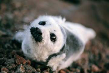 A baby harp seal laying on the beach