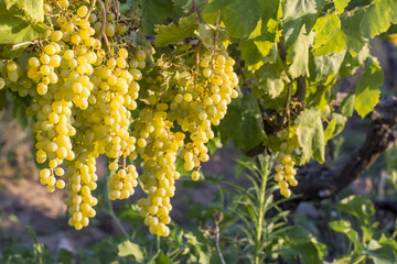  Grapes In The Grape Vineyard