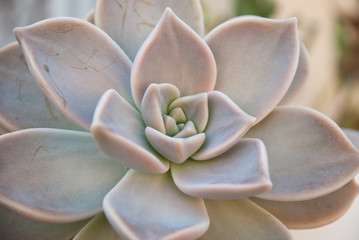Big cactus flower, succulent, mathematical, harmony. Beauty natural symbol. Botanical background.