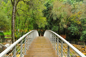 Árvores na floresta