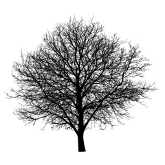 Canvas Print - tree silhouette isolated white background