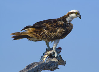 Osprey, Florida