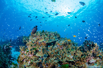 Tropical fish swimming around a hard coral on a healthy coral reef