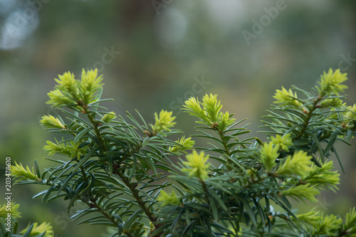 Fotografie, Obraz Bright green new growth on pine tree branch close-up