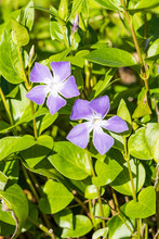 Two Beautiful Purple Flowers Against Green Leaves Background Under The Sun