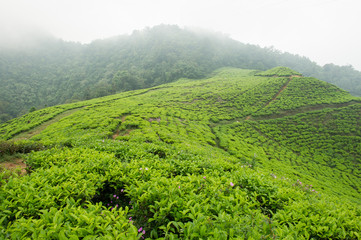 Tea Plantation, Puncak, Bandung Indonesia 2