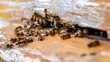 Pszczoły przy ulu - Pasieka