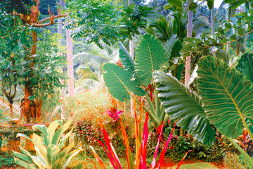 Surreal colors of fantasy tropical nature