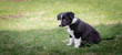 © annaia - Banner med en gullig hundvalp som sitter ute i det gröna gräset