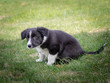 © annaia - söt bordercollie valp istter utomhus i gröna gräset