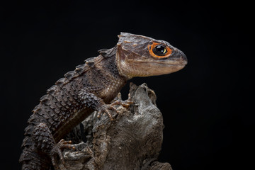 Sticker - Crocodile Skink Isolated On Black , Tribolonotus Gracilis, Lizard, Gecko