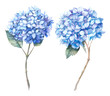 Watercolor blue hydrangea set. Hand painted botanical illustrations. Summer flowers isolated on white background