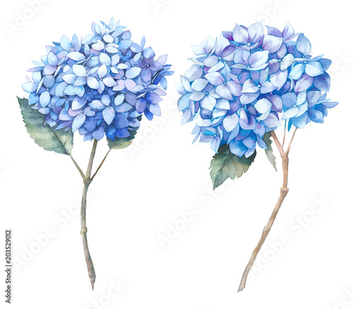 Fotomural Watercolor blue hydrangea set