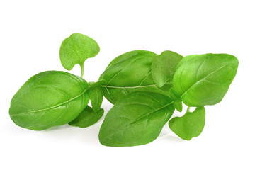 Wall Mural - Fresh basil leaves isolated on white background
