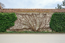 Ivy-covered Old Wall With A Tiled Roof. Living And Dead Creeping Plant. Switzerland