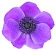 Violet Daisy (Anemone, Wildröschen) isolated on white background, including clipping path. Germany