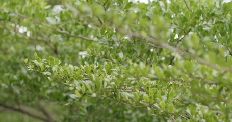 Wall Mural - plant tree at outdoor