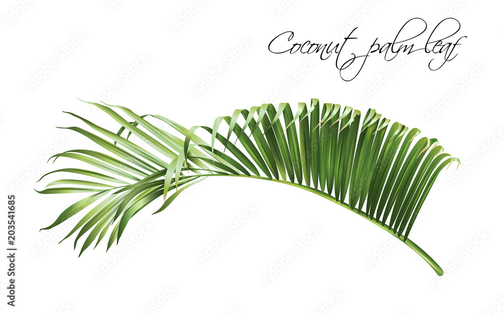Vector realistic illustration of tropical coconut leaf isolated on ...