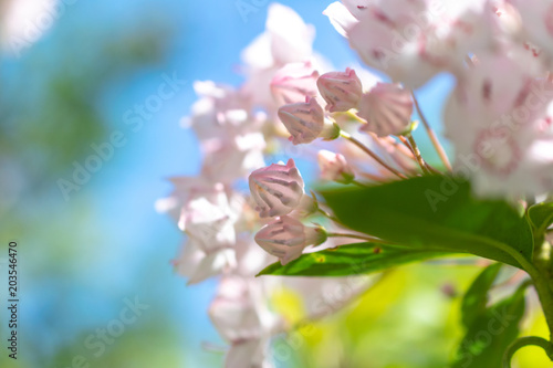 可愛い蕾のままでいて カルミアの花 Buy This Stock Photo And Explore Similar Images At Adobe Stock Adobe Stock 可愛い蕾のままでいて カルミアの花 Buy This Stock Photo And Explore Similar Images At Adobe Stock Adobe Stock