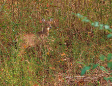 Virginia White-tail Doe In Scrub Brush, Camoflaged By Scrub Brush, And Blending With Environment.