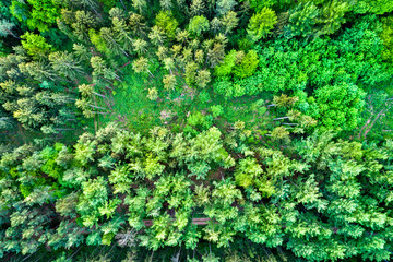 Sticker - Aerial view of trees in the Northen Vosges Mountains, France