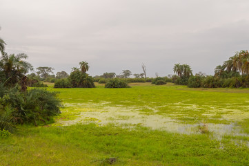 Canvas Print - View of a pond and a hill in the savannah of Amboseli Park