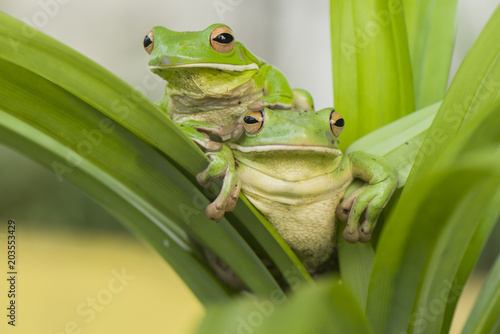 Plakat Zielona żaba drzewa