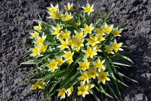 Kurdische Tulpe Im Botanischen Garten Christiansberg Buy This