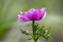Single Ornamental Anemone Coronaria De Caen In Bloom, Pink Purple Flowering Plant
