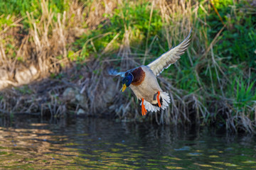 duck wild, male flies over the river