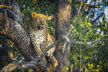 Wall Mural - Leopard in Kruger National park, South Africa