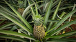 canvas print picture - Ananas wächst an der Pflanze