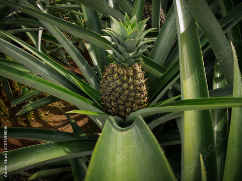 Ananas Wachst An Der Pflanze Buy This Stock Photo And Explore