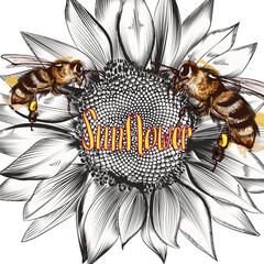 Fototapete - Illustration with vector hand drawn sunflower and bees