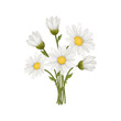 Bouquet of chamomiles isolated on a white background. Vector illustration. 