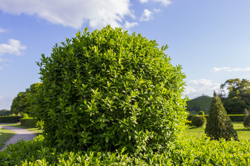 Wall Mural - Wild Privet Ligustrum hedge nature texture A sample of topiary art